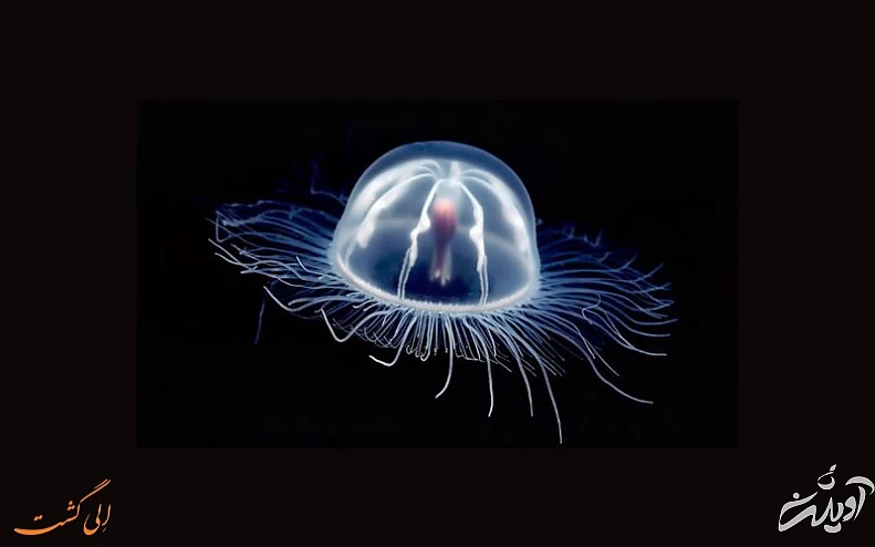 موجوداتی موجوداتی